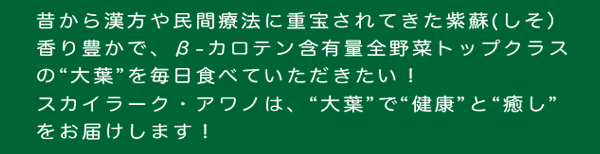 大葉をたくさん食べてほしいから